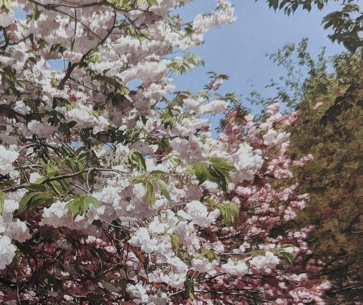 藤原秀一、【晴天の桜】、希少な額装用画集より、厳選、新品額装、マット額装付、状態良好_画像3