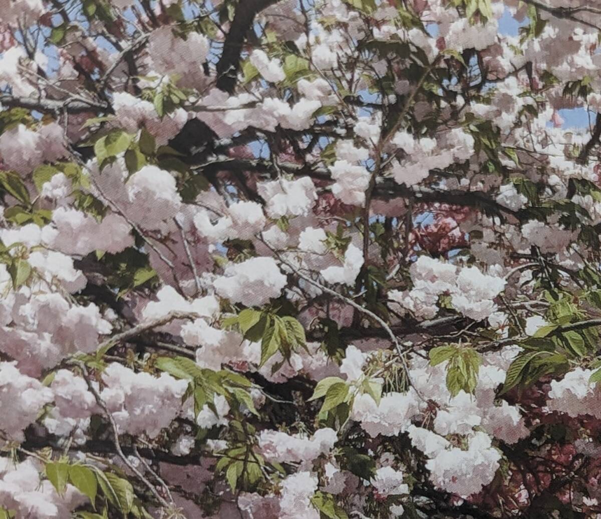 藤原秀一、【晴天の桜】、希少な額装用画集より、厳選、新品額装、マット額装付、状態良好_画像2