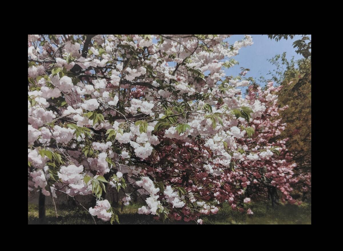 藤原秀一、【晴天の桜】、希少な額装用画集より、厳選、新品額装、マット額装付、状態良好_画像6