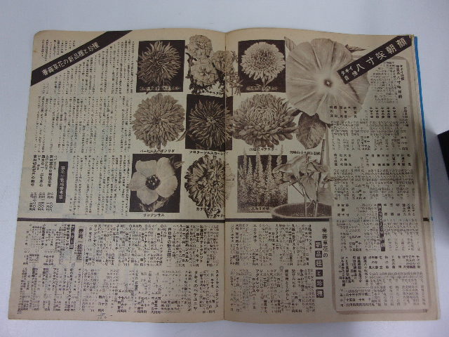 タキイ種苗　園芸新知識増刊号　新苗ガイド　昭和２８年春の巻_画像3