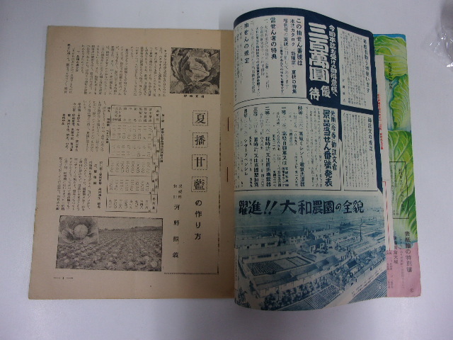  Yamato сельское хозяйство . новый вид рассада лето осенний специальный выпуск больше . номер Showa 29 год ( вид рассада список ) Showa Retro античный (1)