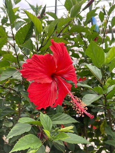 植物　ハイビスカス（仏桑花）鉢植え 送料込み_画像2