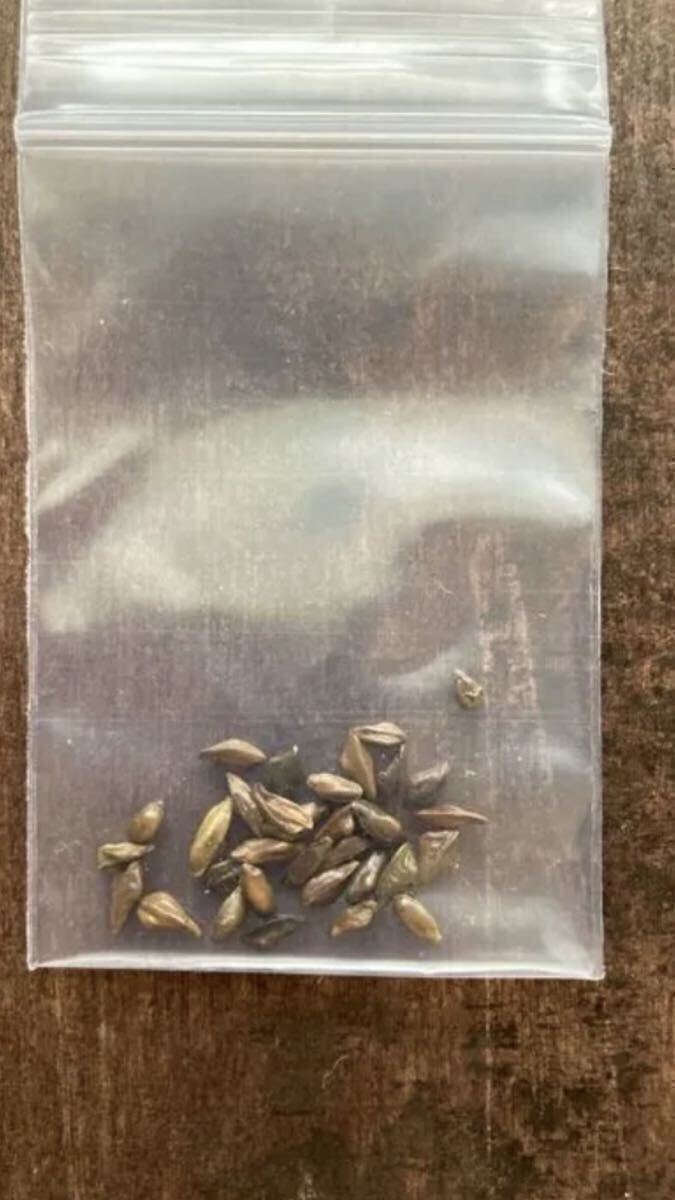 センナメリディオナリス　種　種子　10粒_画像1