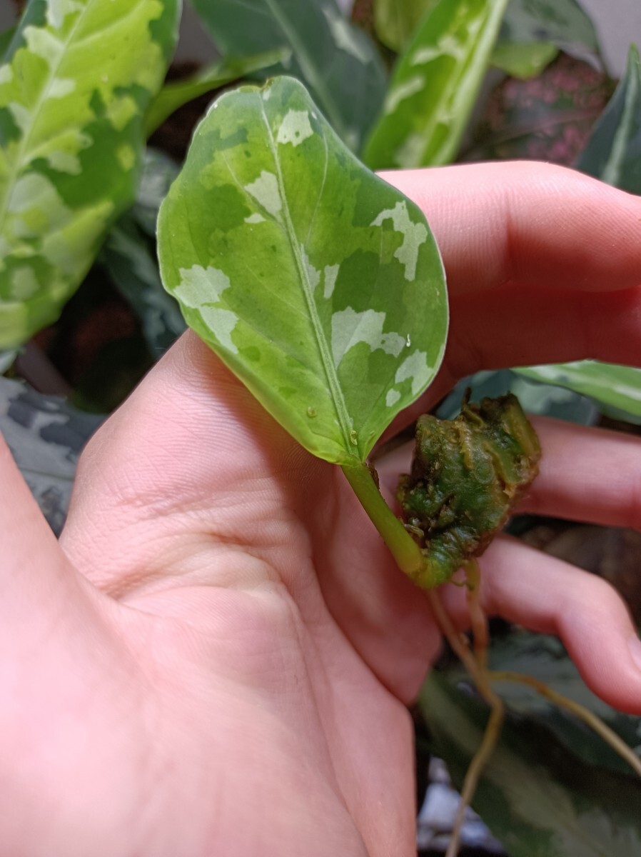 Aglaonema pictum tricolor Deep Forest アグラオネマ　ピクタム　トリカラー　ディープフォレスト　増殖株　_画像2