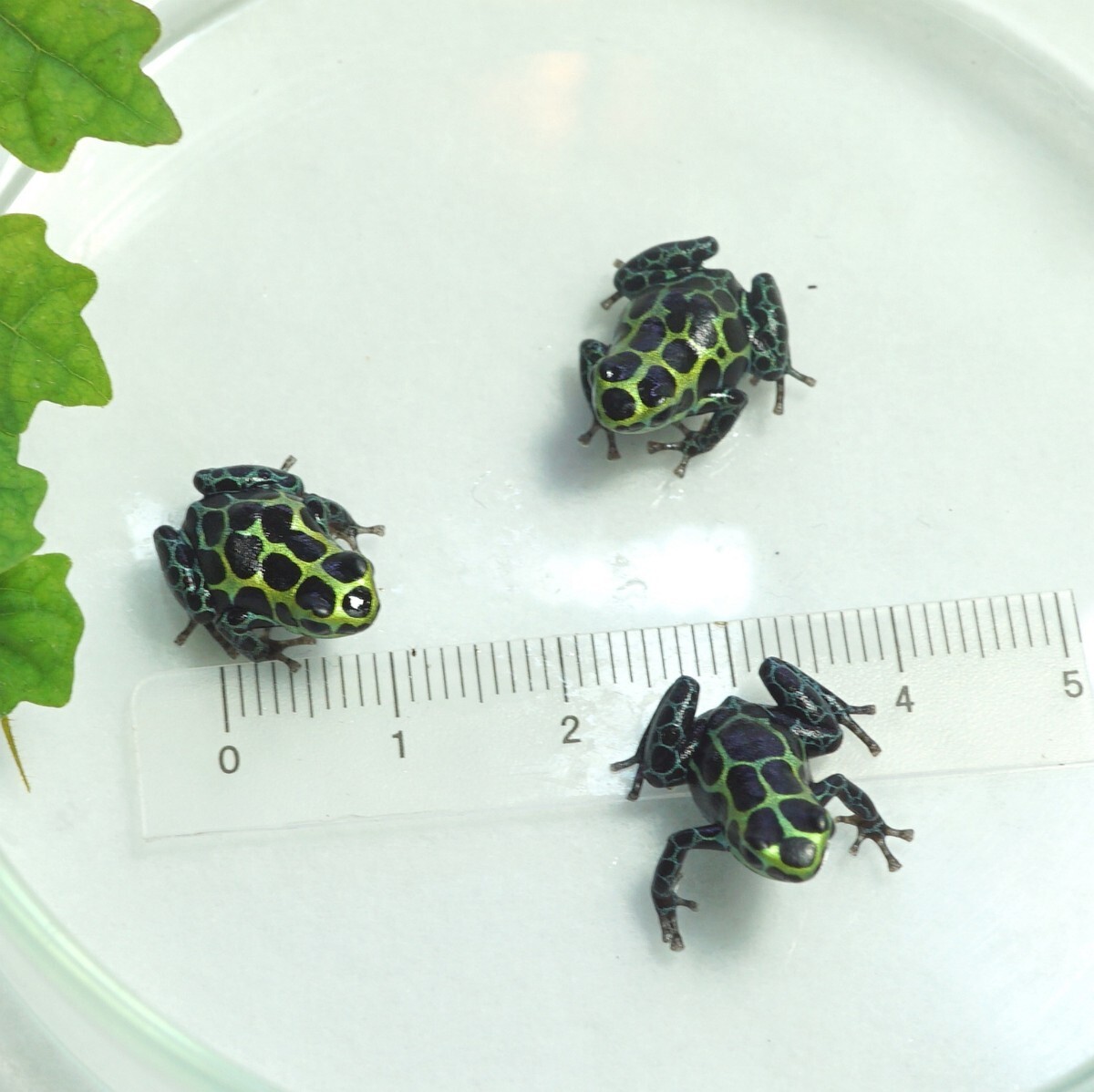 【３匹セット】バリアビリスヤドクガエル・サザン　Ranitomeya variabilis Southern_出品個体現物③