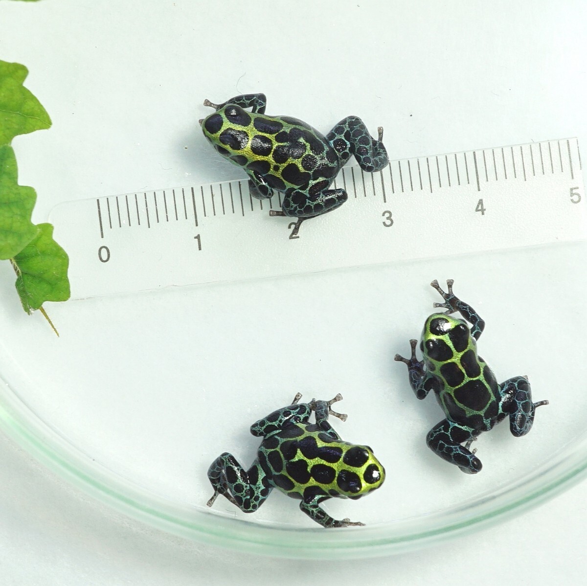 【３匹セット】バリアビリスヤドクガエル・サザン　Ranitomeya variabilis Southern_出品個体現物④