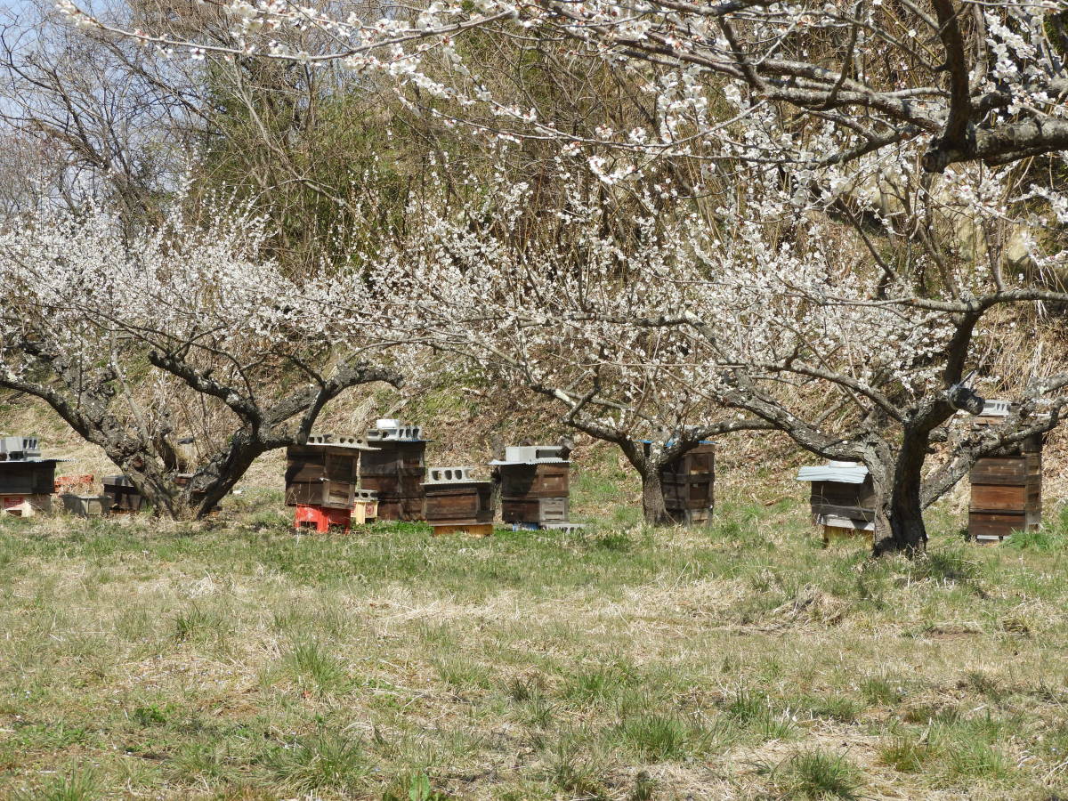アカシヤ蜂蜜1200ｇ_蜂場の梅が満開です
