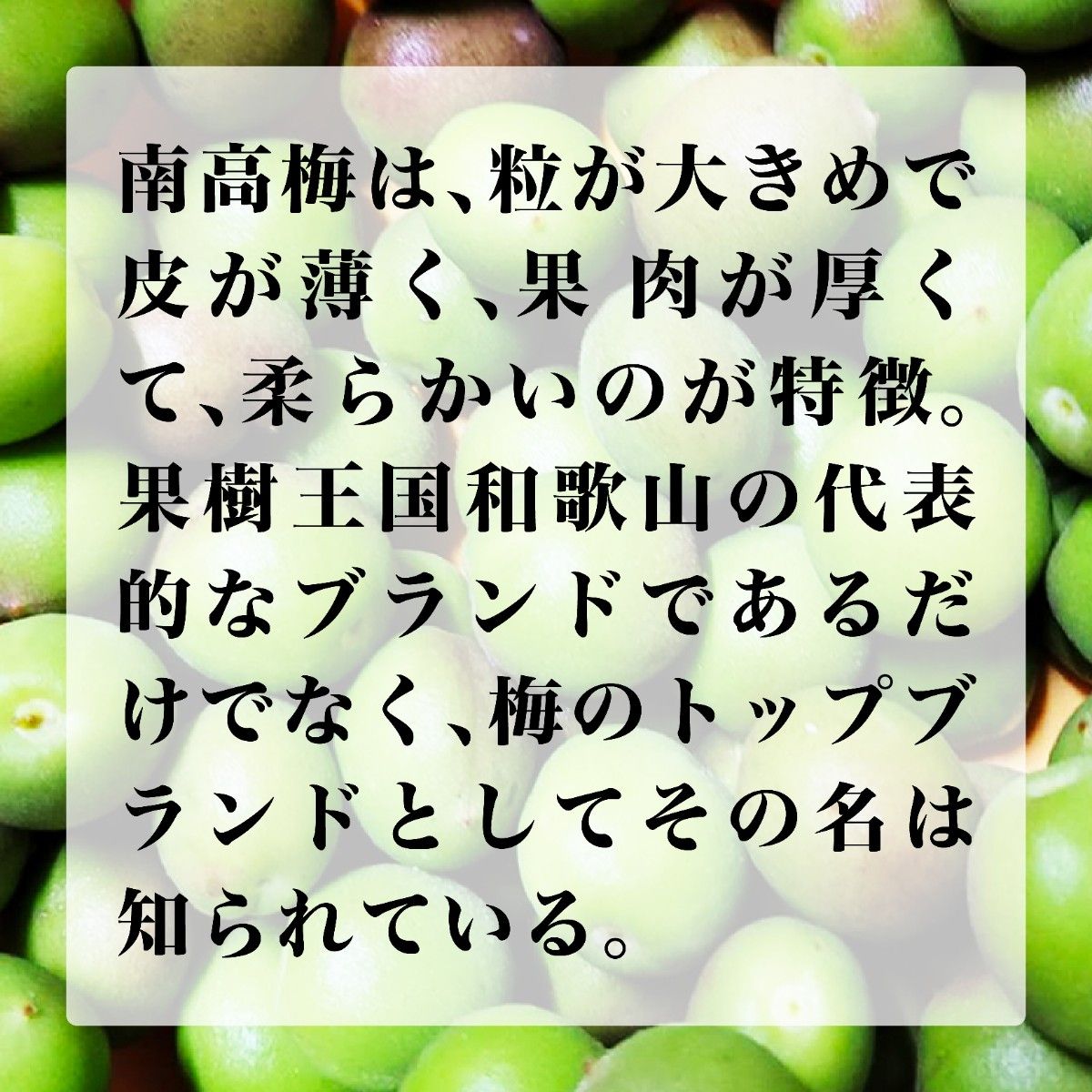 【紀州南高梅】青梅　南高梅　2㎏　5月下旬よりお届け　和歌山県産 なんこうばい　梅ジュース　梅シロップ　梅酒　サイズ混合　産地直送