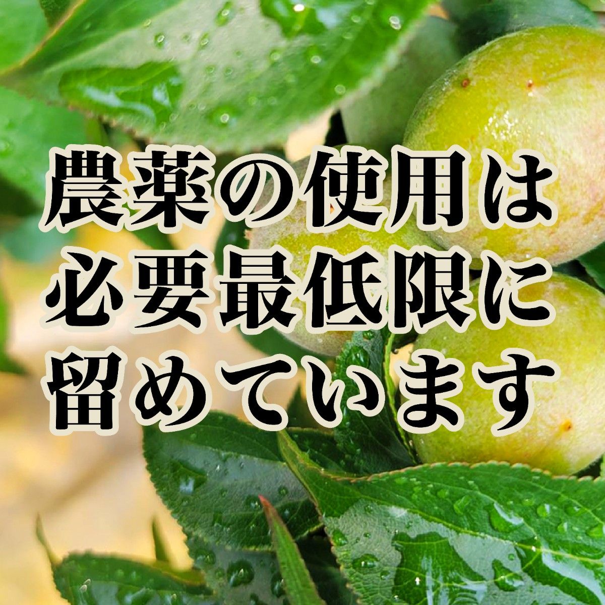 【紀州南高梅】青梅　南高梅　10㎏　5月下旬よりお届け　和歌山県産 なんこうばい　梅ジュース　梅酒　サイズ混合　産地直送