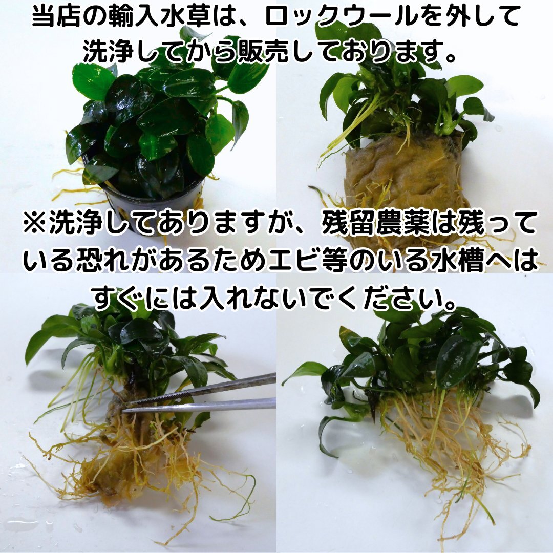 アヌビアスナナプチ （6株30葉前後） 水草 陰性水草 アクアリウム 送料無料 アヌビアスナナプッチ_画像5