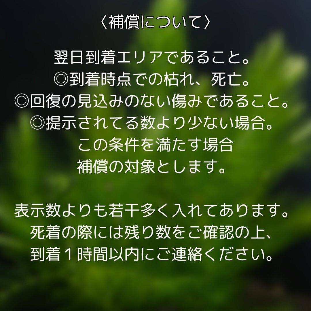 アヌビアスナナプチ （6株30葉前後） 水草 陰性水草 アクアリウム 送料無料 アヌビアスナナプッチ_画像7