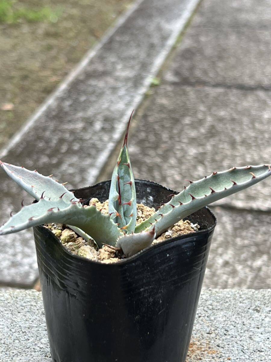 2株セット　アガベ キシロナカンサ Agave xylonacantha アガベ ワコマヒー Agave wocomahi_画像6