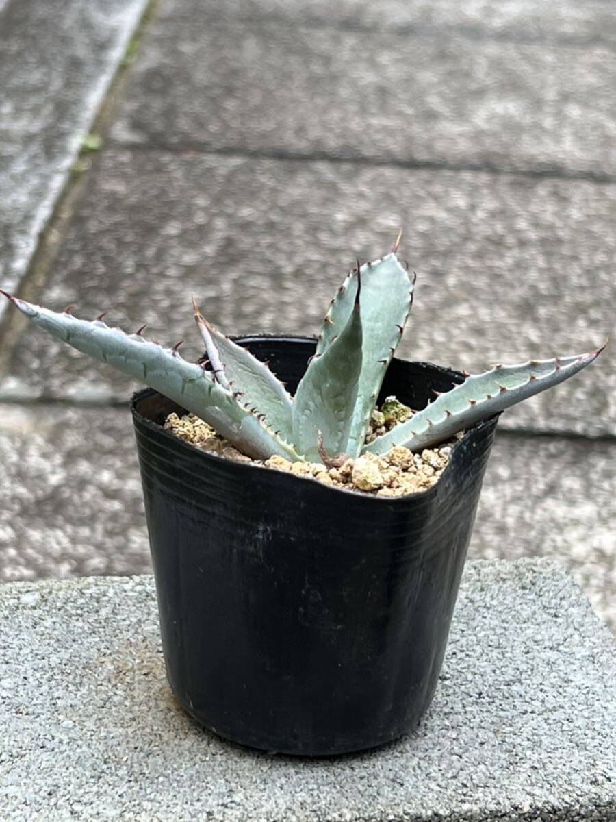 2株セット アガベ キシロナカンサ Agave xylonacantha アガベ ワコマヒー Agave wocomahiの画像8