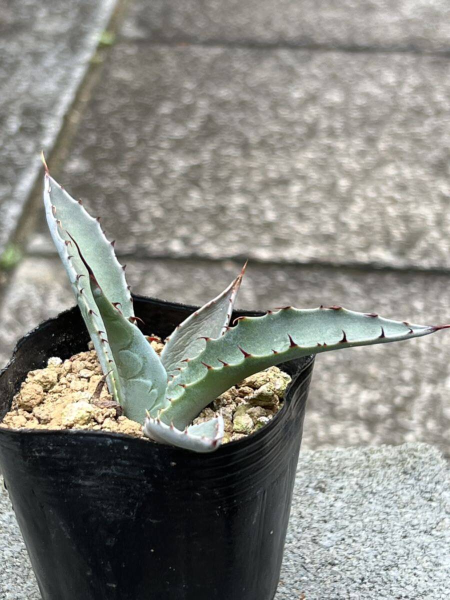 2株セット アガベ キシロナカンサ Agave xylonacantha アガベ ワコマヒー Agave wocomahiの画像9