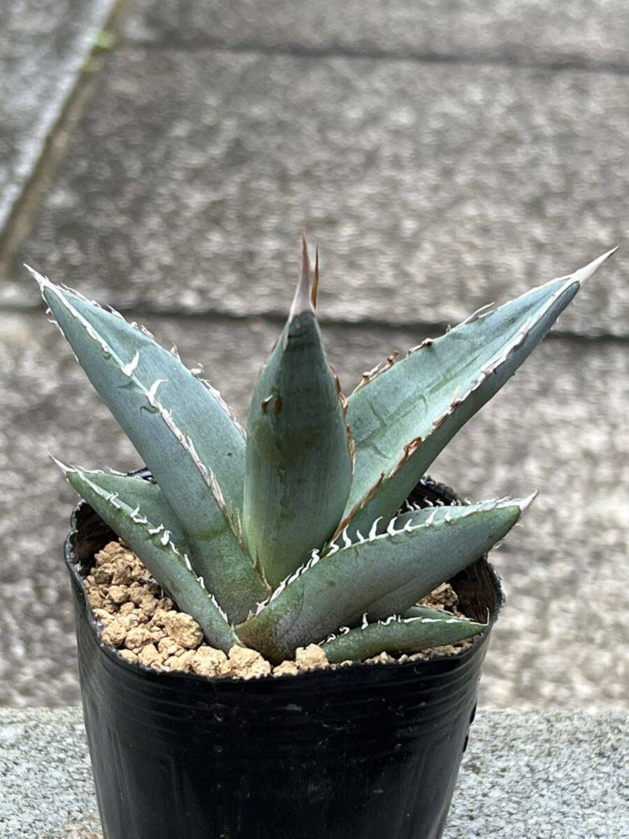 Agave ghiesbreghtii purpusorum アガベ ジェスブレイティ パープソラムの画像5