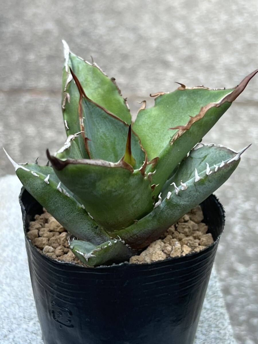 　アガベ チタノタ ドワーフ Agave titanota 'Dwarf' _画像1