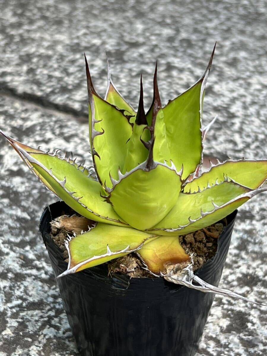 アガベ ホリダ Agave horrida ssp. horrida_画像7