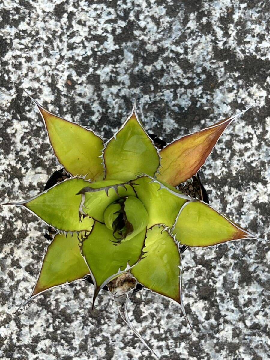 アガベ ホリダ Agave horrida ssp. horrida_画像2