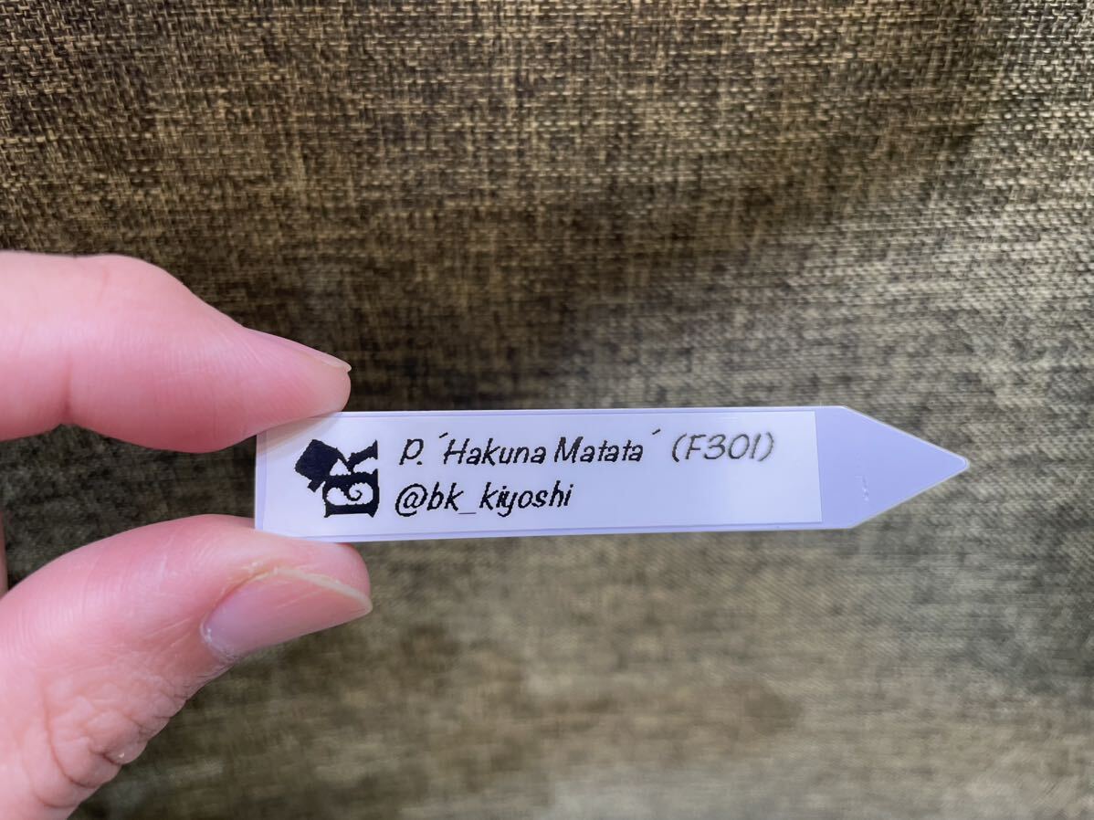 Yahoo!オークション - きよし P. 'Hakuna Matata' ビカクシダ Yahoo!オークション - きよし P. 'Hakuna Matata' ビカクシダ