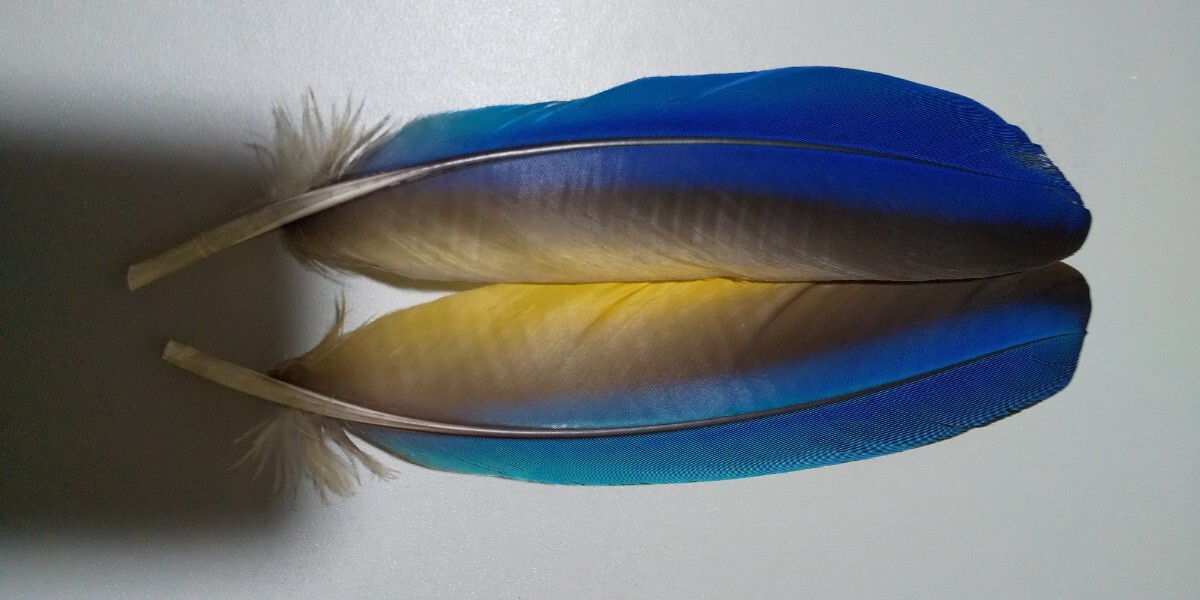 AM голубой makouk il пара перо перо красивый редкий материалы fly material 