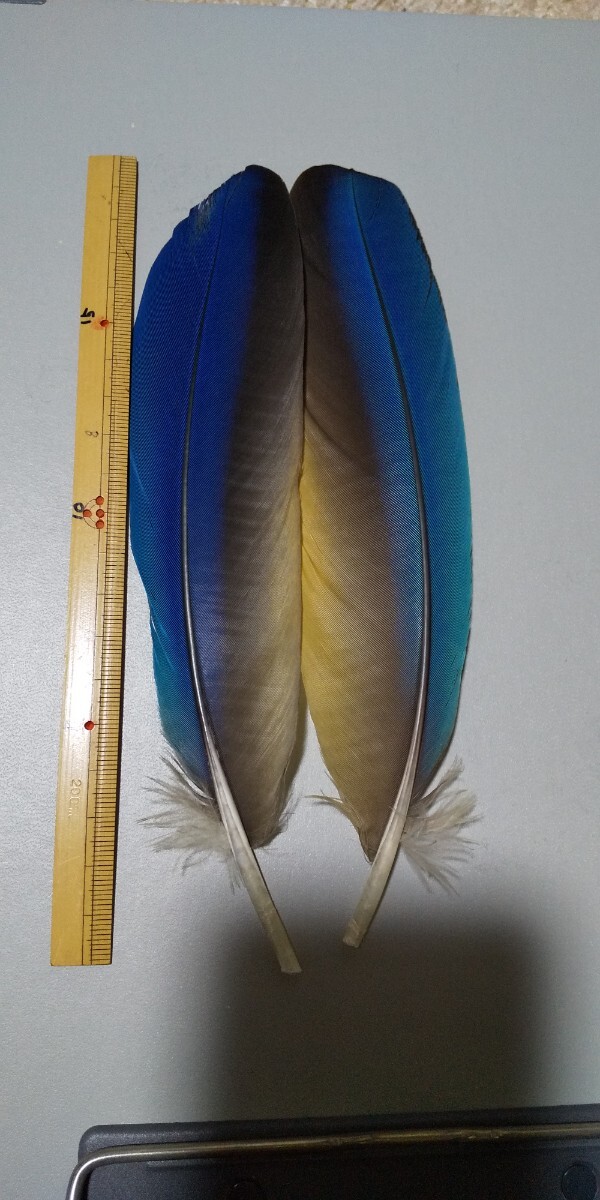 AM голубой makouk il пара перо перо красивый редкий материалы fly material 