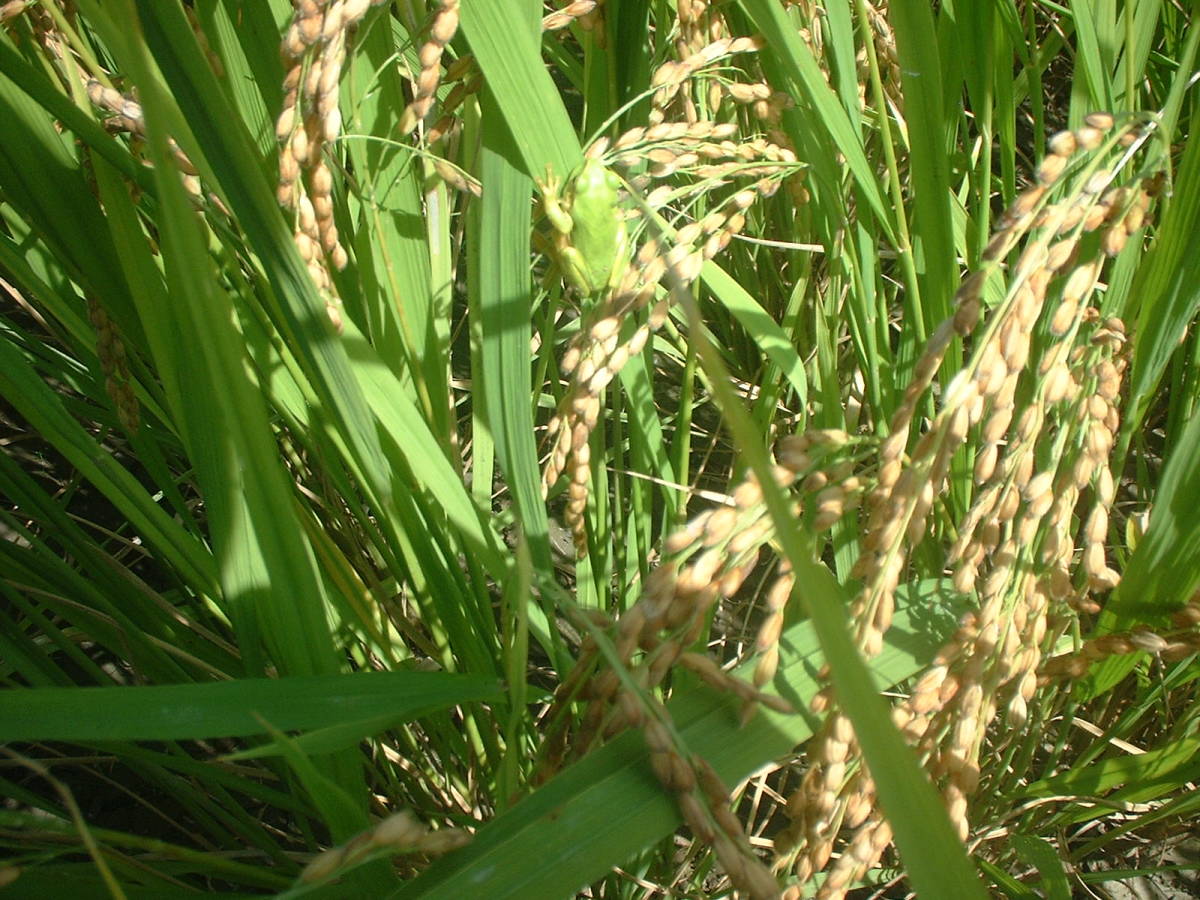 ○令和 5 年産 発想の転換たにし活用で無農薬 玄米１０ｋｇ  玄米食にお勧めですの画像7