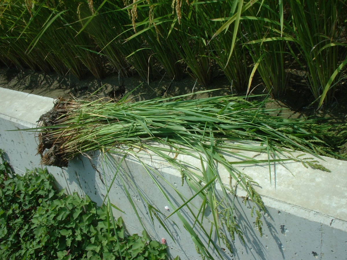 ○令和 5 年産 発想の転換たにし活用で無農薬 玄米１０ｋｇ  玄米食にお勧めですの画像3