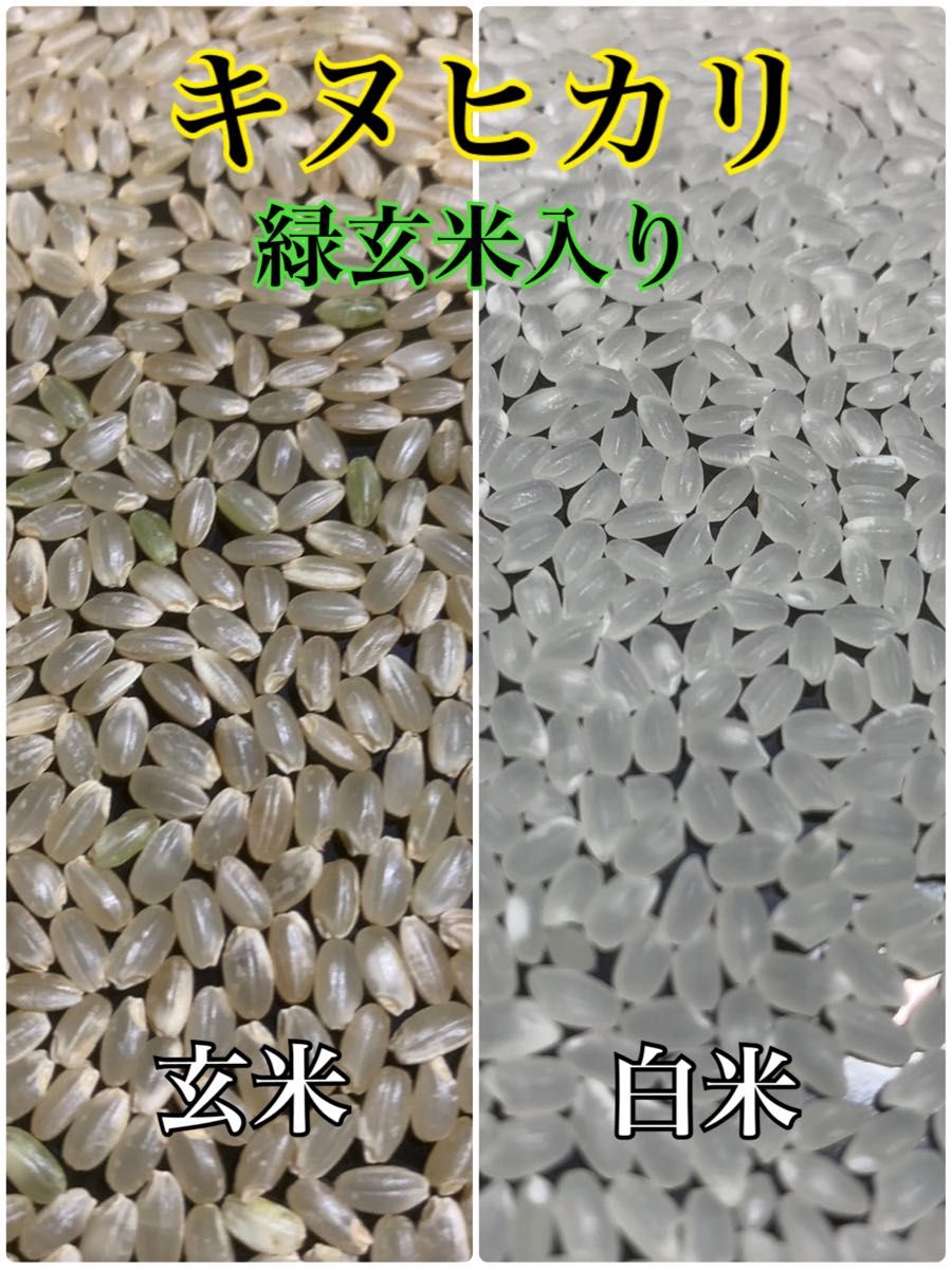 【新米　令和5年産】淡路島産　キヌヒカリ　白米20キロ　低農薬　産地直送　無洗米対応可能