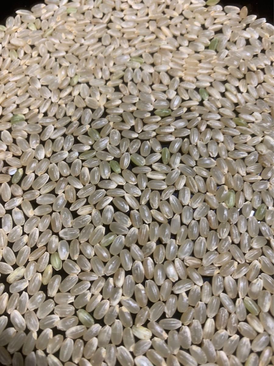 【新米　令和5年産】淡路島産　キヌヒカリ　白米10キロ　低農薬　産地直送　無洗米対応可能