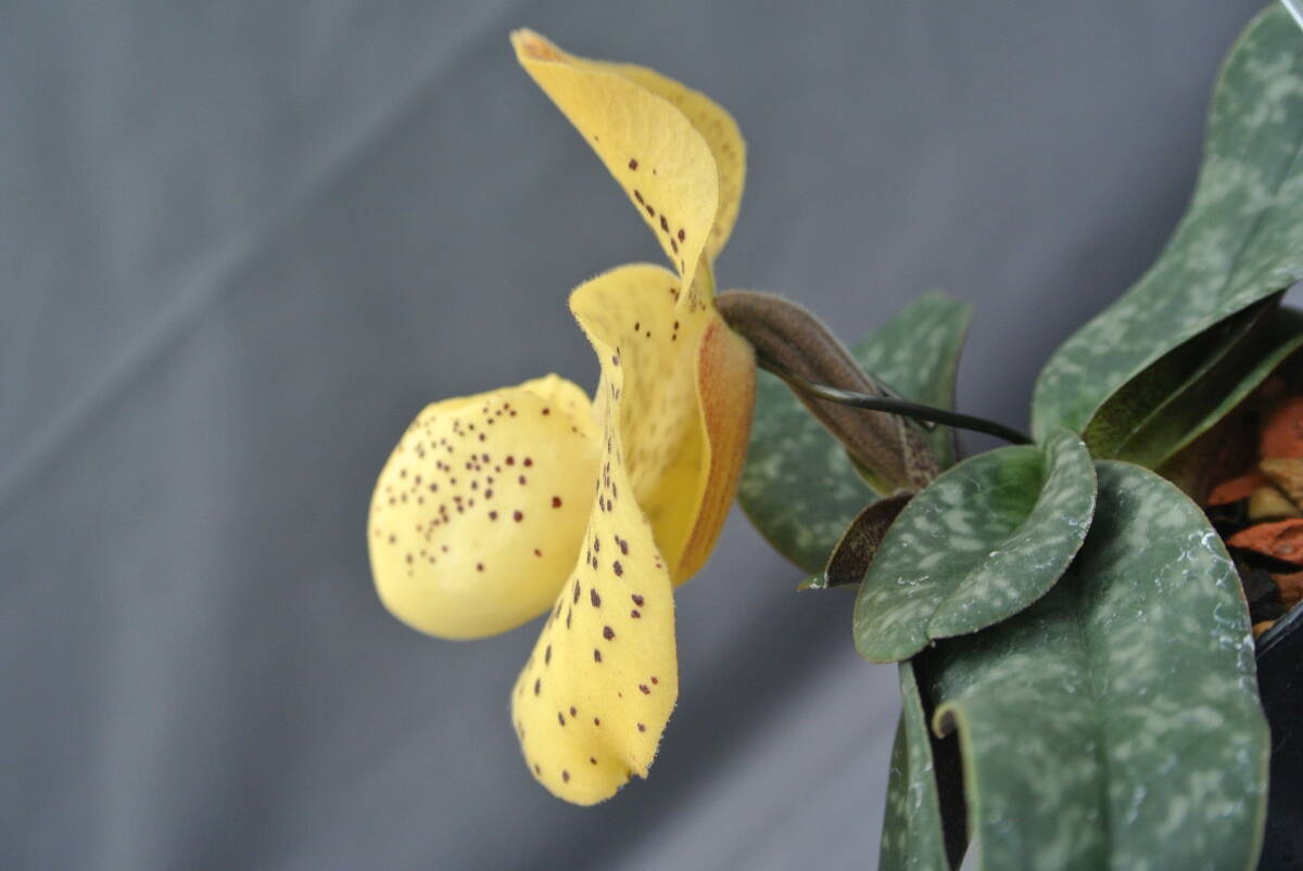 【原種パフィオ】 Paph. wenshanense 　①　_画像2