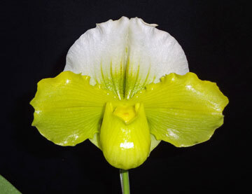 【最新整形パフィオ】OS3243 Paph. ( tsukuba Sea`Thanks' GM/JOGA × Miya Green Jamboree `Elephant' SSM/JOGA ) の画像2