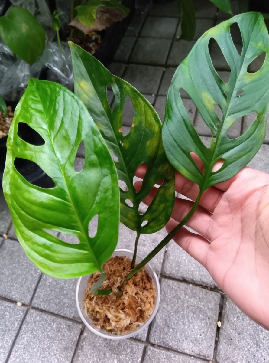  monstera a Dan Sony narrow sharp small leaf hole empty Monstera adansonii narrow sharpa Dan Sony madokazla