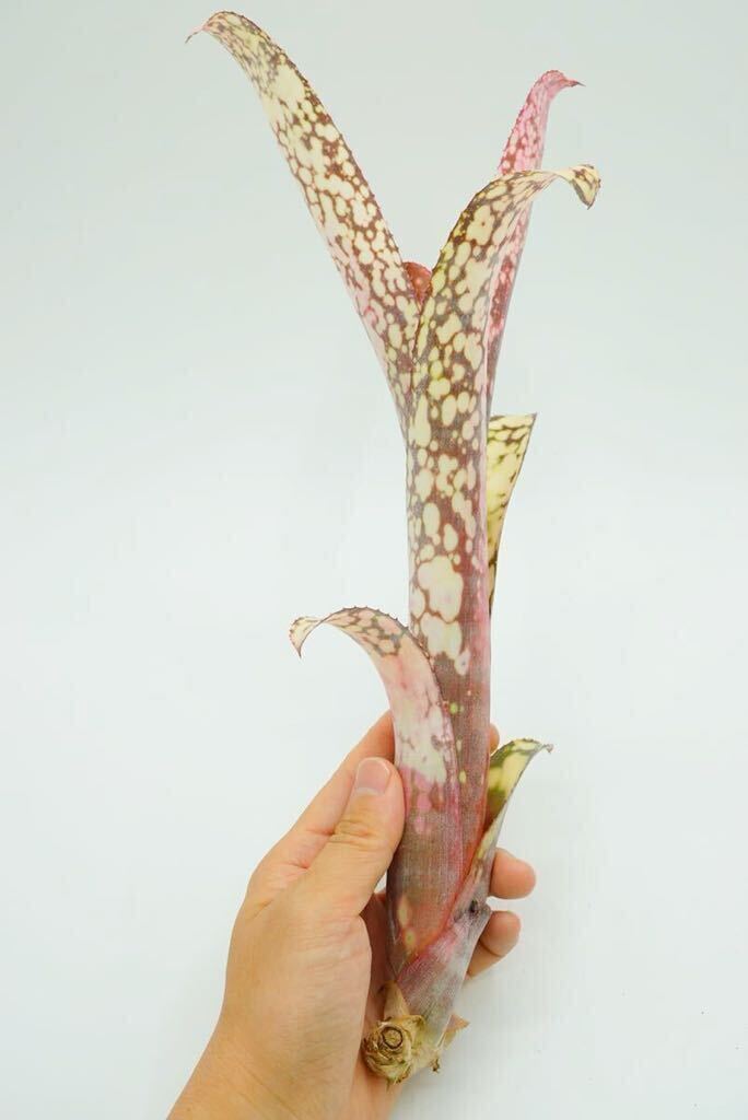 Billbergia 'Talbot Eve' ビルベルギア ブロメリア _画像6