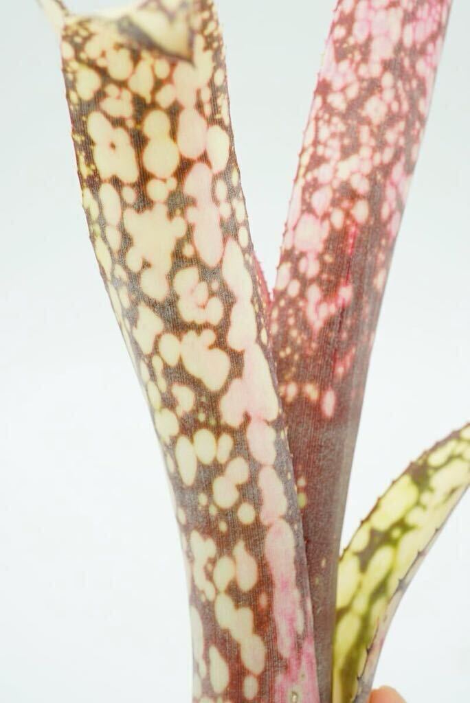 Billbergia 'Talbot Eve' ビルベルギア ブロメリア _画像10