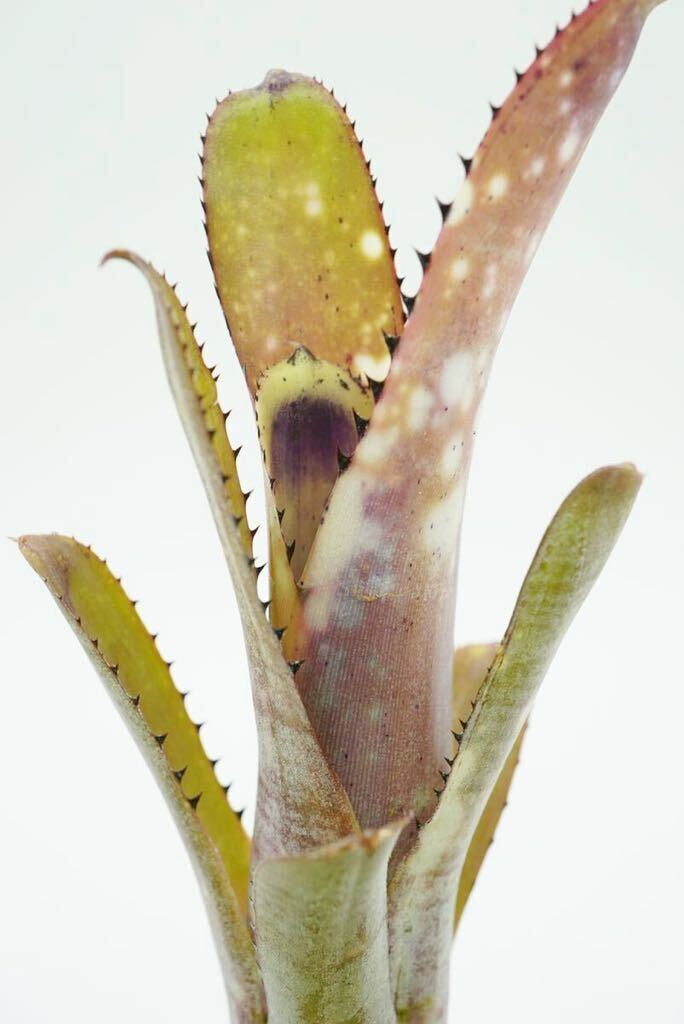 Billbergia 'Fortuna' Don Beadle hyb ビルベルギア　ブロメリア_画像10