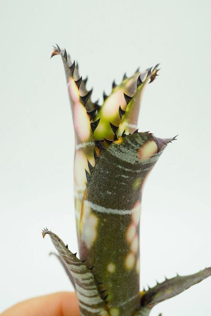 Billbergia vittata 'Domingos Martins' ビルベルギア ブロメリア_画像8