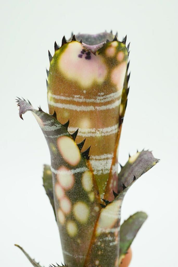 Billbergia vittata 'Domingos Martins' ビルベルギア ブロメリア_画像10