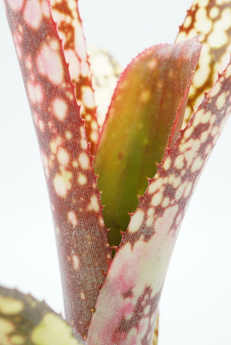 Billbergia 'Talbot Eve' ビルベルギア ブロメリア _画像9