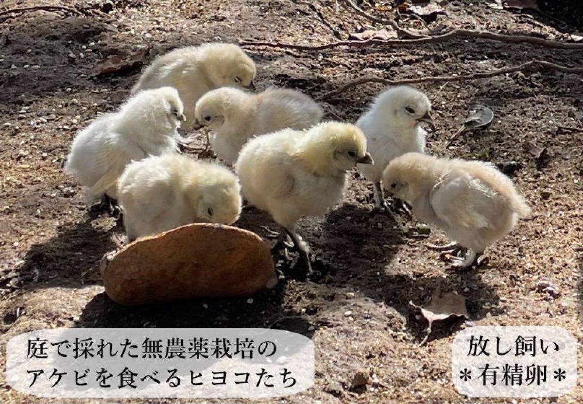 東京烏骨鶏 烏骨鶏 6個 有精卵 放し飼い ふわふわ もこもこ 送料無料