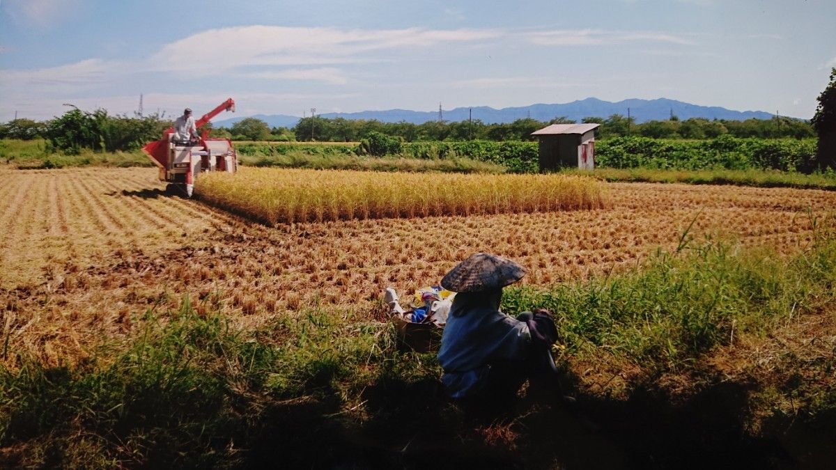 農家直送  新潟県産コシヒカリ 無洗米5キロ　訳あり