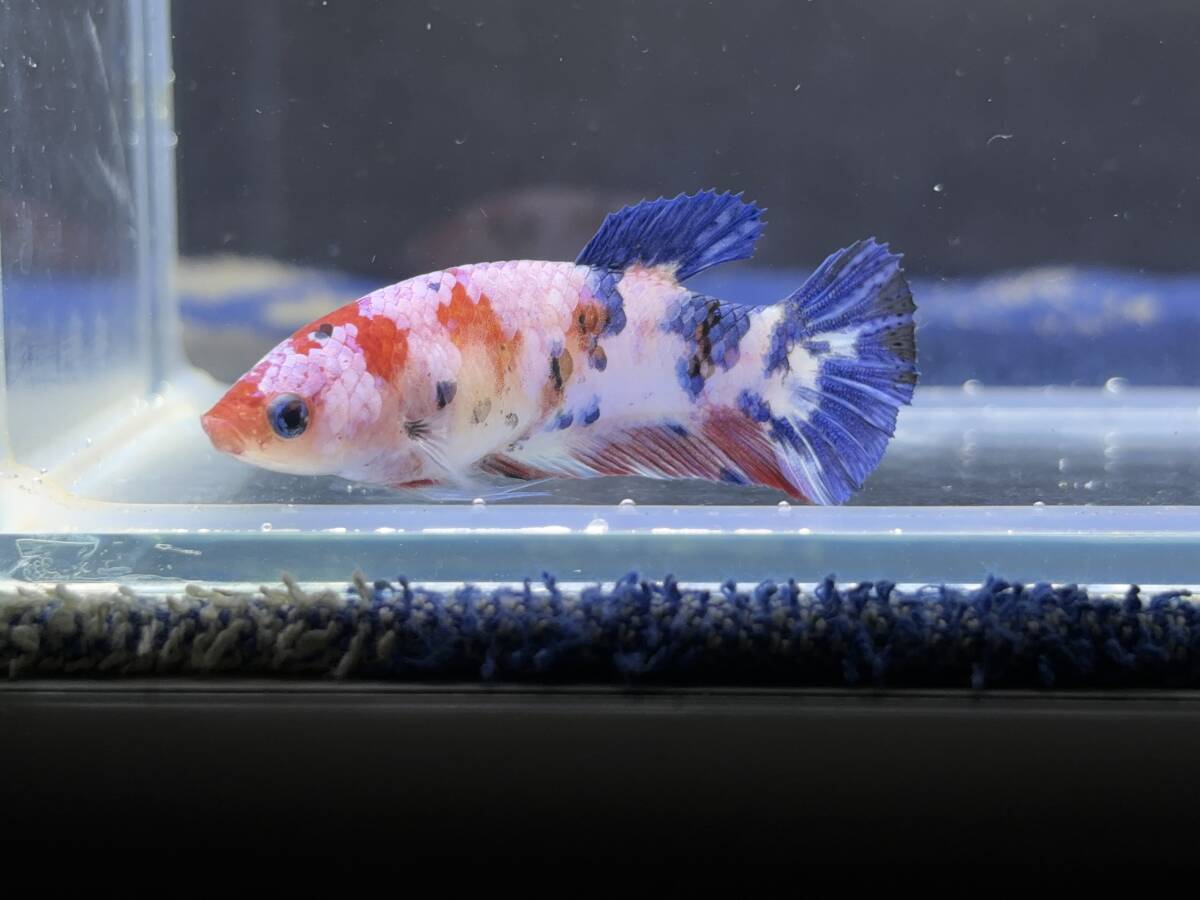 311 female betta Chan [ animation seeing .^^] fancy candy pra cut! beautiful . pretty! pairing or. aquarium .![. put on complete compensation ]