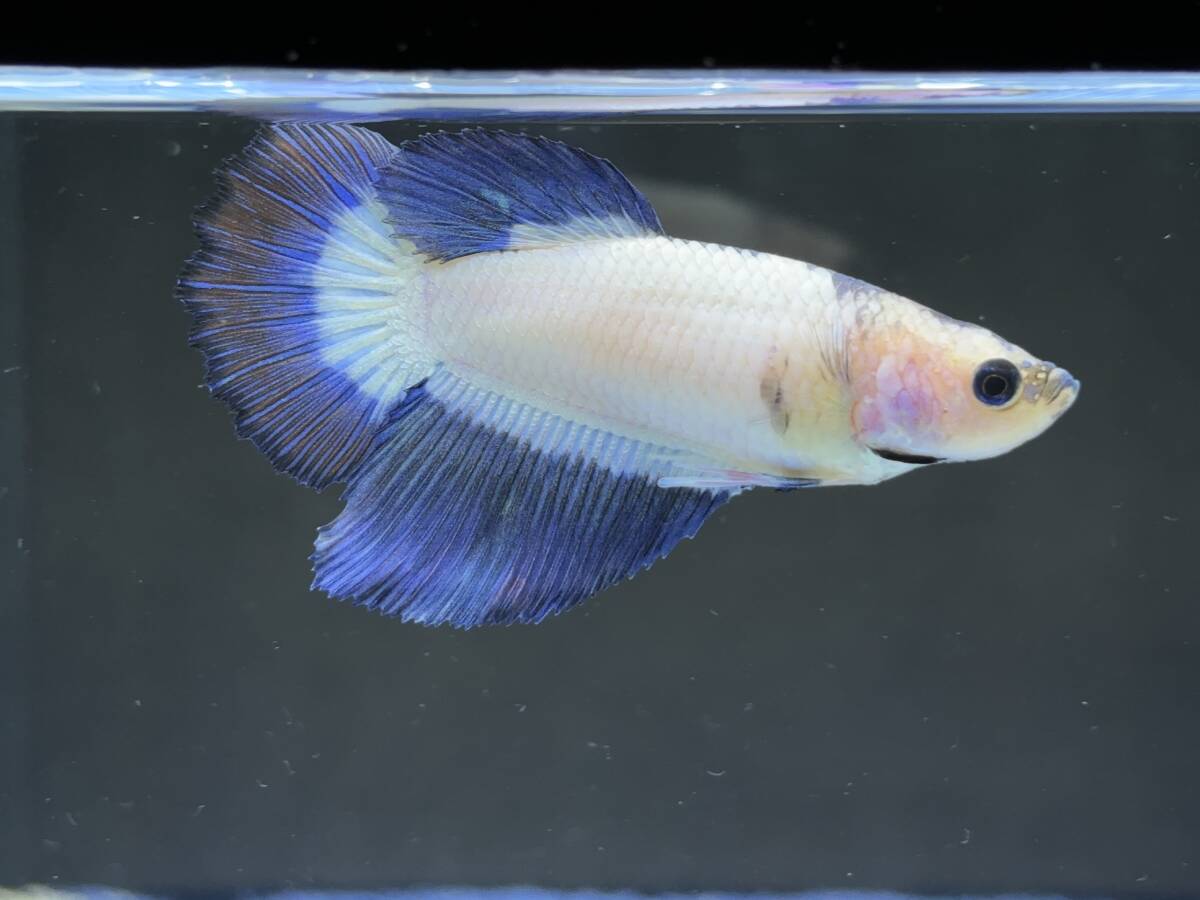 312 female betta Chan [ animation seeing .^^] blue white pra cut! beautiful . pretty! pairing or. aquarium .![. put on complete compensation ]