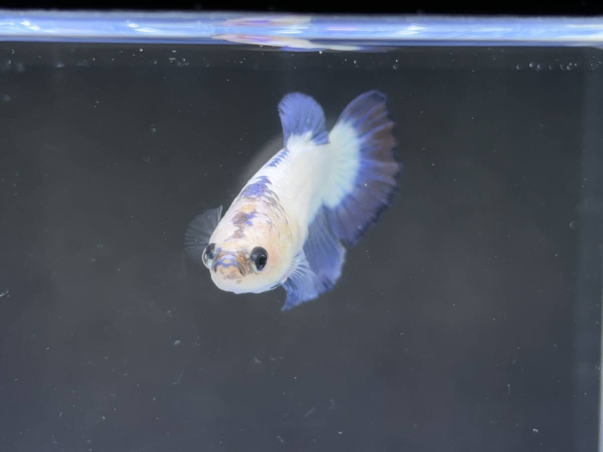 312 female betta Chan [ animation seeing .^^] blue white pra cut! beautiful . pretty! pairing or. aquarium .![. put on complete compensation ]