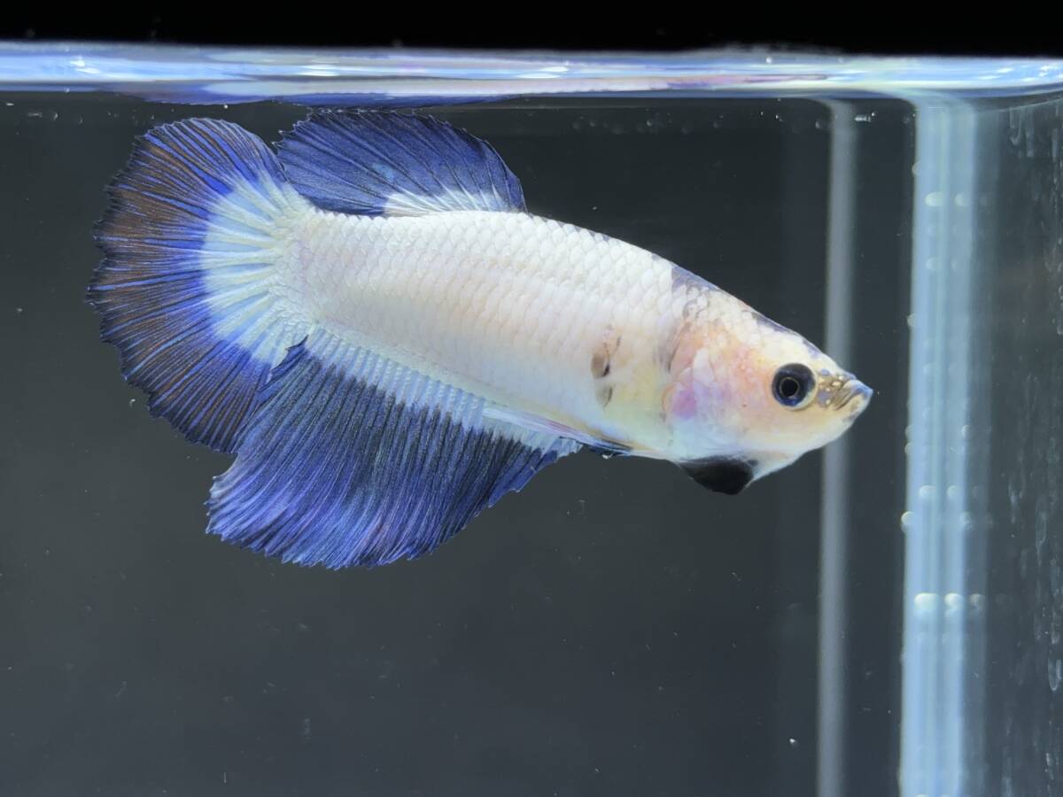 312 female betta Chan [ animation seeing .^^] blue white pra cut! beautiful . pretty! pairing or. aquarium .![. put on complete compensation ]