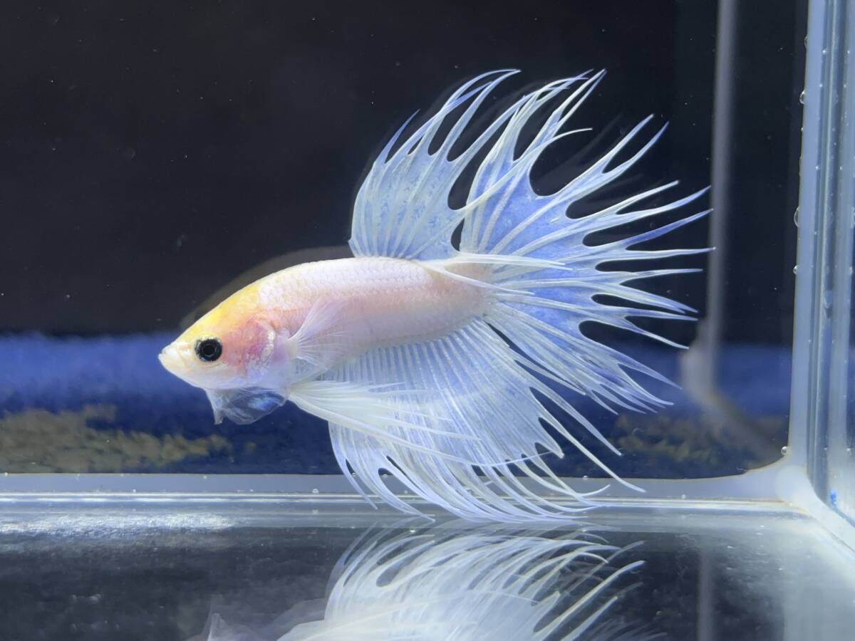 B939 betta Chan *[ animation seeing .^^]NEW! super beautiful beauty! crystal white Crown tail [ safety transportation!][ Thai direct import ][. put on complete compensation ]