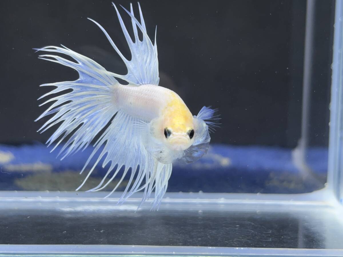 B939 betta Chan *[ animation seeing .^^]NEW! super beautiful beauty! crystal white Crown tail [ safety transportation!][ Thai direct import ][. put on complete compensation ]