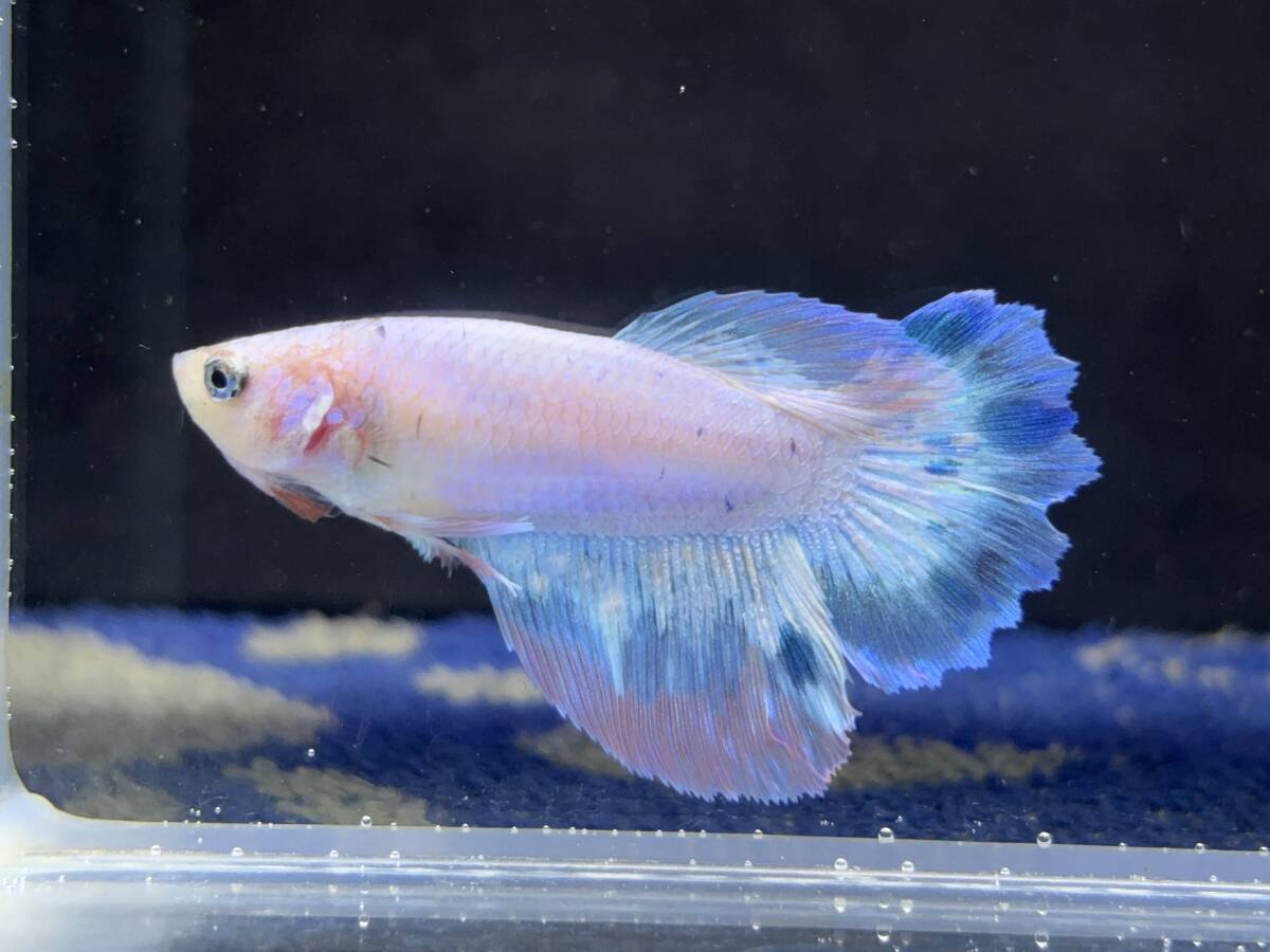 342 female betta Chan [ animation seeing .^^] crystal blue half moon! beautiful . pretty! pairing or. aquarium .![. put on complete compensation ]