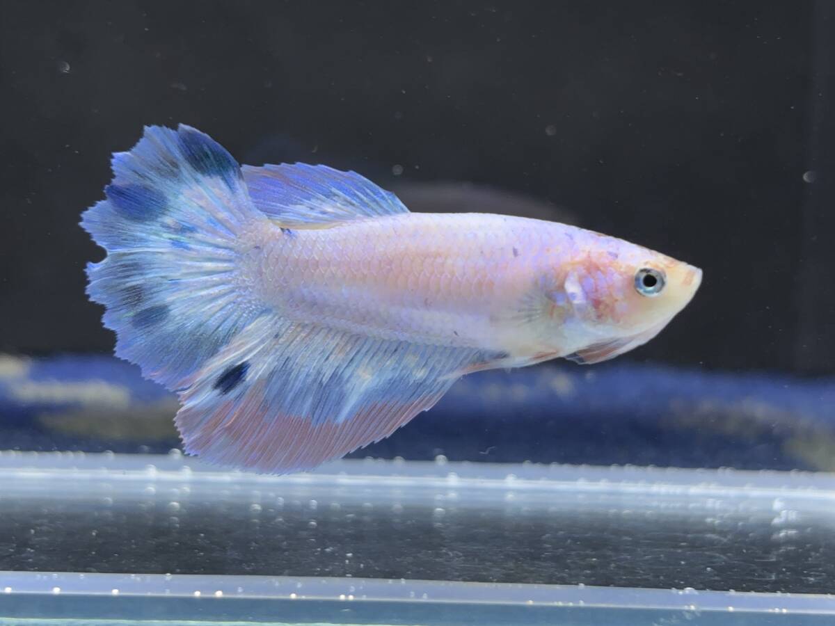 342 female betta Chan [ animation seeing .^^] crystal blue half moon! beautiful . pretty! pairing or. aquarium .![. put on complete compensation ]