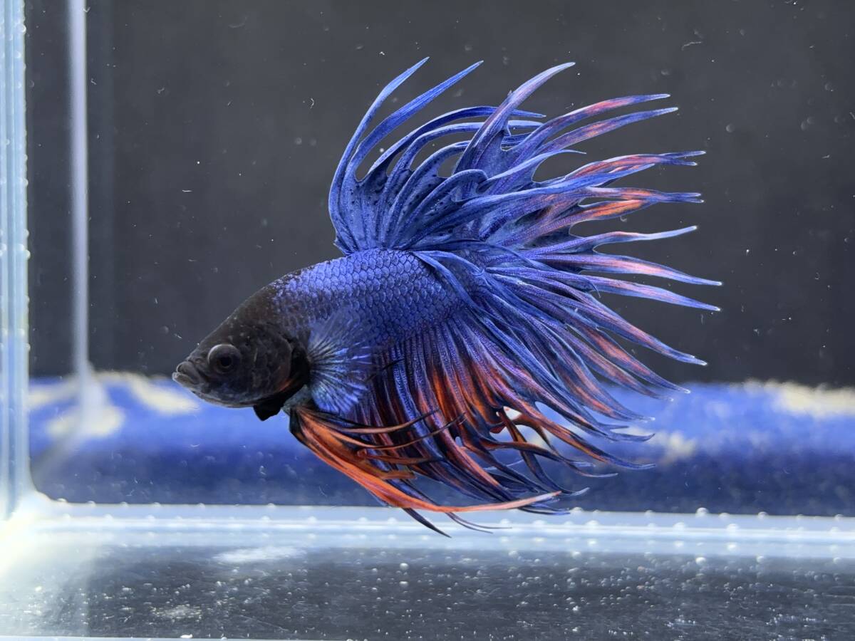 B988 betta Chan *[ animation seeing .^^]NEW! super beautiful beauty! blue red fins Crown tail [ safety transportation!][ Thai direct import ][. put on complete compensation ]