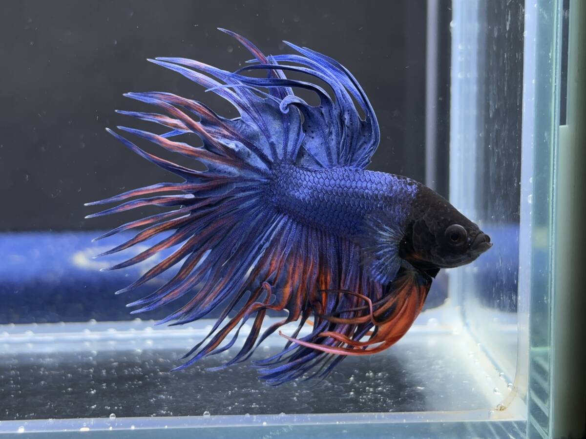 B988 betta Chan *[ animation seeing .^^]NEW! super beautiful beauty! blue red fins Crown tail [ safety transportation!][ Thai direct import ][. put on complete compensation ]